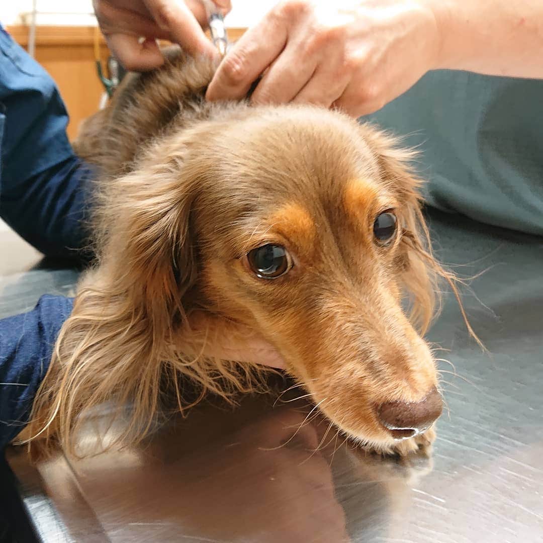 くるみんのインスタグラム：「* 6日金曜日 あずきちゃん、ワクチン接種💉してきました あとお目目の調子を診てもらい、肛門腺しぼり。  #カニンヘンダックスフント #カニンヘン #カニンヘンダックスフンドの日常 #カニンヘンの会 #カニンヘンダックスフンド #カニンヘンダックス #チョコタンダックスフント #チョコタンダックスフンド #チョコタン #ダックス多頭飼い #ダックスlove #ダックスフント #ダックスフンドカニンヘン #ダックス部 #ダックス大好き #ダックスフンド #ダックス #ワクチン接種 #動物病院 #all_dog_japan #east_dog_japan #dachshundgram #dachshund #dachs #dogstagram #instagramdog #instadachs #inustagram #todayswanko #7pets_1day」