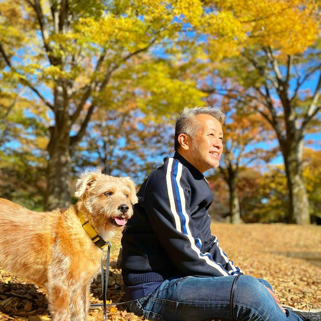 宮本亜門さんのインスタグラム写真 - (宮本亜門Instagram)「あもんさんとおさんぽ。3まんぽあるいたよ。🍁🍁🍁こうようがきれい😃😃😃　 #久しぶりの稽古休み　#沢山歩いた　#天気が良くて気持ちいい　#運動不足　#保護犬　#ビート　#宮本亞門」11月11日 8時49分 - beatamon