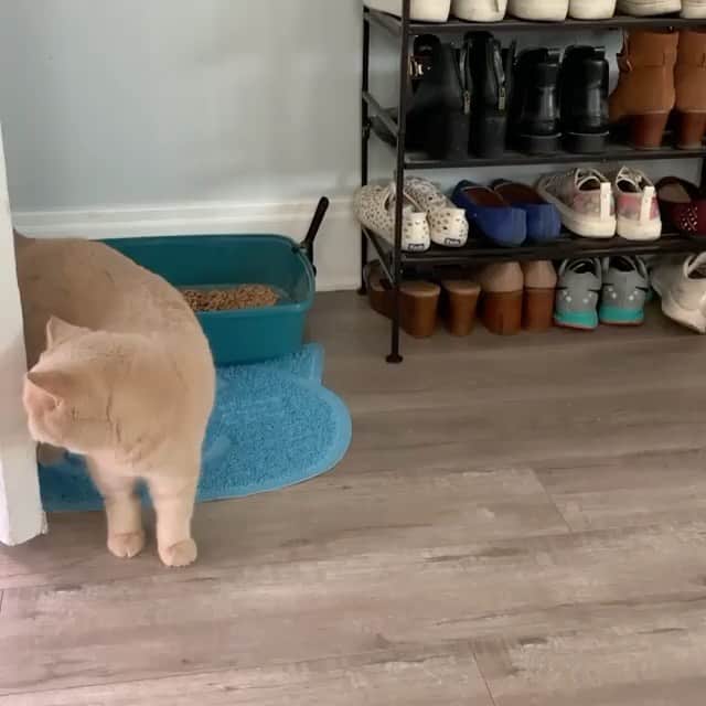 The Cats Of Instagramのインスタグラム：「#Repost • @dunkindonutcat 🔊 ɴᴏᴡ ꜱᴀꜱʜᴀʏ ᴀᴡᴀʏ」