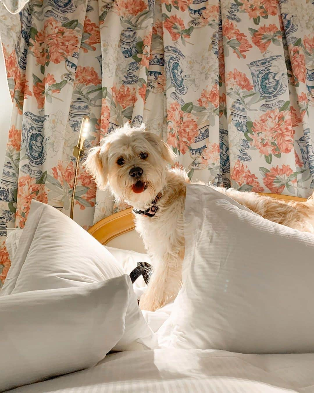 The Peninsula Hotelsさんのインスタグラム写真 - (The Peninsula HotelsInstagram)「Who me? Yes! Pets are welcome (and spoiled!) at @thepeninsulabh. 📷@millzinthehillz #penpets⁣ ⁣ ⁣ ⁣ ⁣ ⁣ #peninsulahotels #luxuryhotelexperience #fivestarservice #peninsulabeverlyhills #thepeninsulabeverlyhills #beverlyhills #dogtravel #dogtraveler #dogtravels」11月11日 8時57分 - peninsulahotels