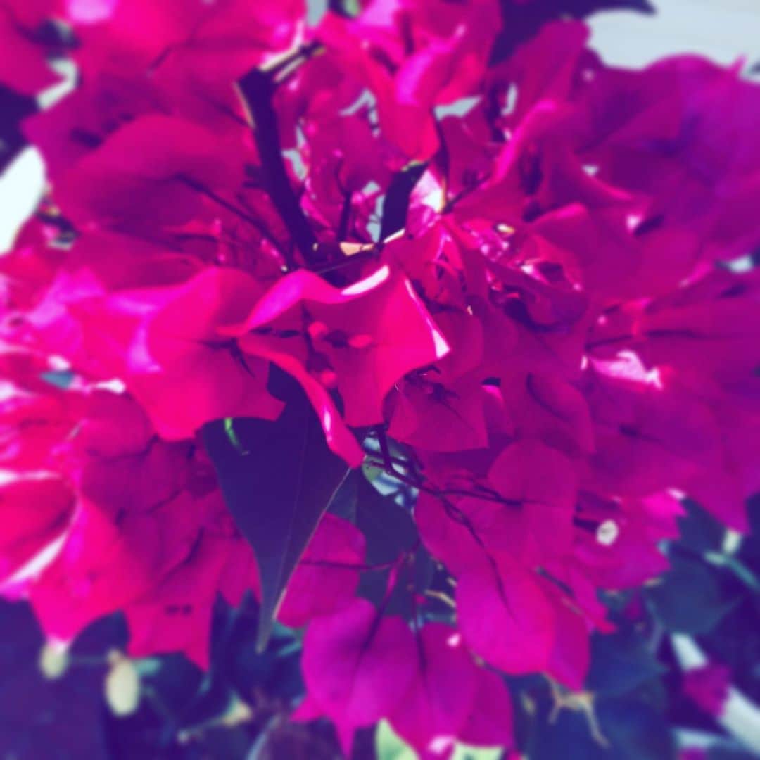 中野敬久さんのインスタグラム写真 - (中野敬久Instagram)「#flowers #flowersoflife #red #hope #blossom」11月11日 9時07分 - hirohisanakano