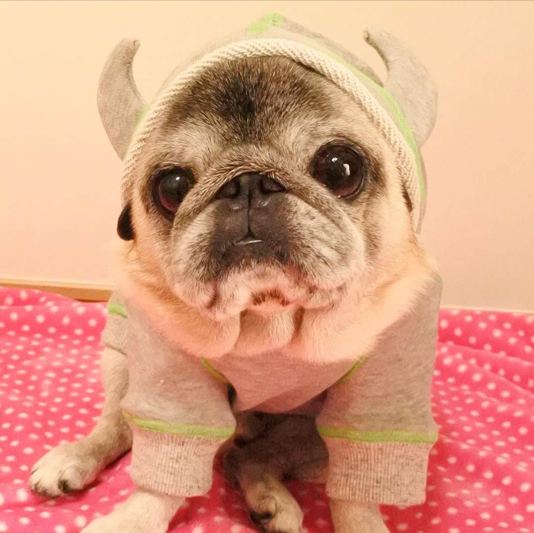 八兵衛のインスタグラム：「New outfit 🐶 * * @meroglico さんの お洋服だよ😊 💕 * * はっちゃん 胴長だから 着丈35cmオーダーで ピッタリだよ😂 * * @meroglico さん ありがとうございました✨ * *  #ほぼ黒パグ #おじいちゃん犬 #pug #puggy #puglife #puglove #petstagram #pugstagram #pugsofinstagram #pugs #dog #ふわもこ部  @igersjp #IGersJP #east_dog_japan #pecoイヌ部 #八兵衛 #はちべえ #sippoストーリー」