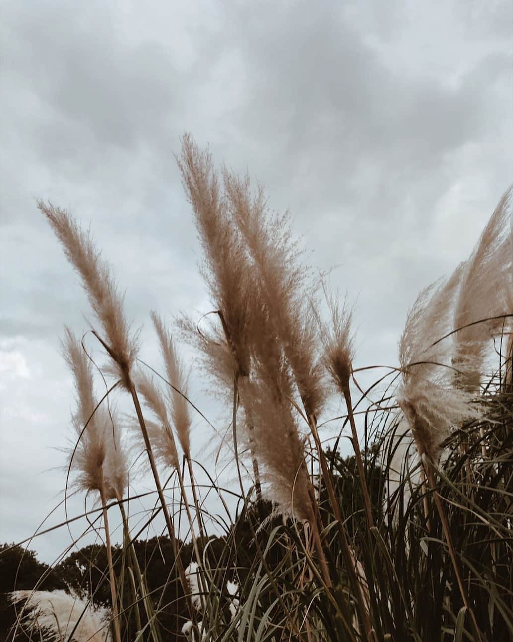 のインスタグラム：「𝙶𝚘𝚘𝚍 𝚖𝚘𝚛𝚗𝚒𝚗𝚐  #パンパスグラス  #autumn#winter」