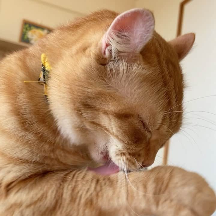 shigureのインスタグラム