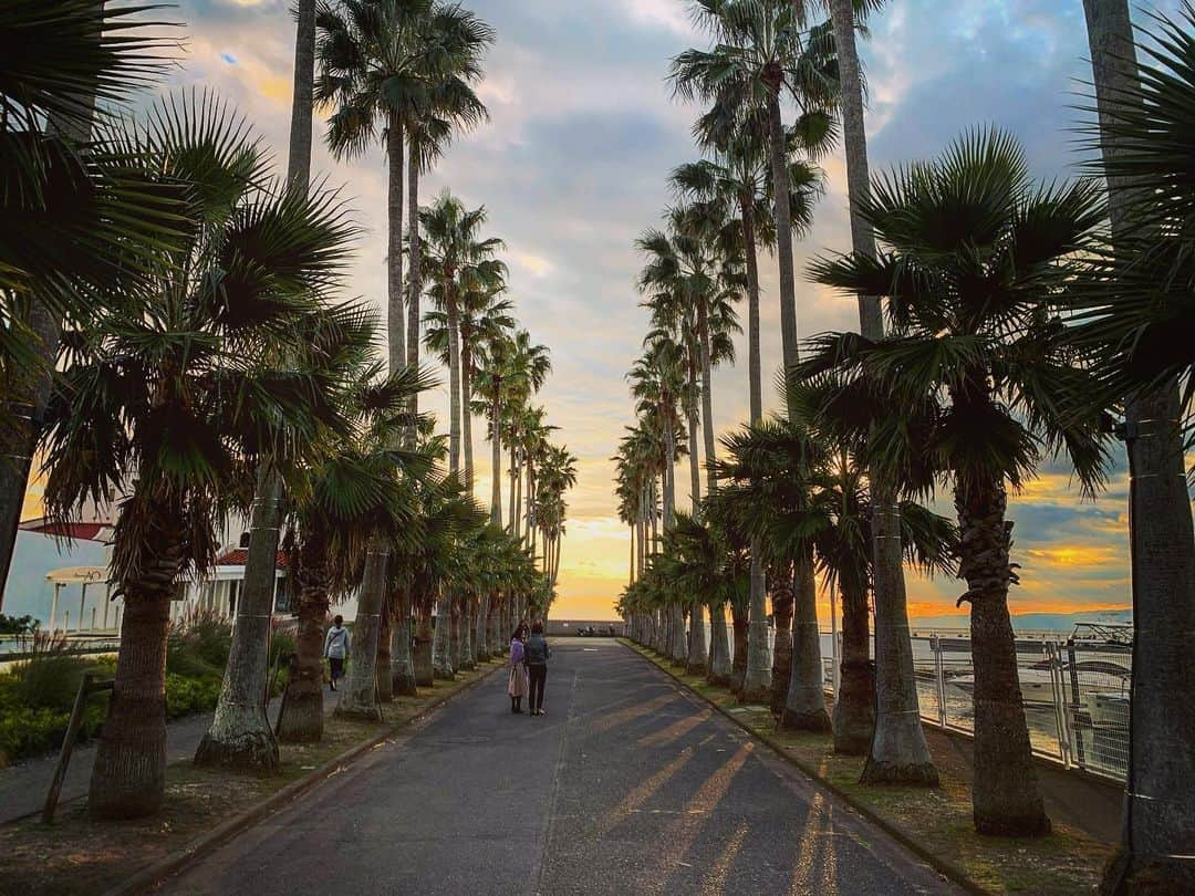 榎本遼香さんのインスタグラム写真 - (榎本遼香Instagram)「ヤシの木大好き芸人🏝」11月11日 9時25分 - eno_mon