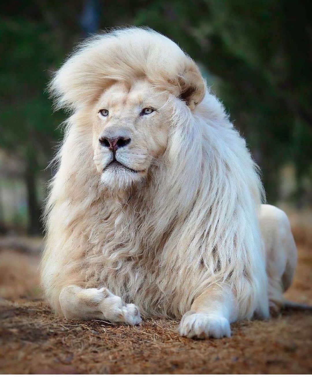 WildLifeのインスタグラム：「The King / Photo by @human.kind.photography」