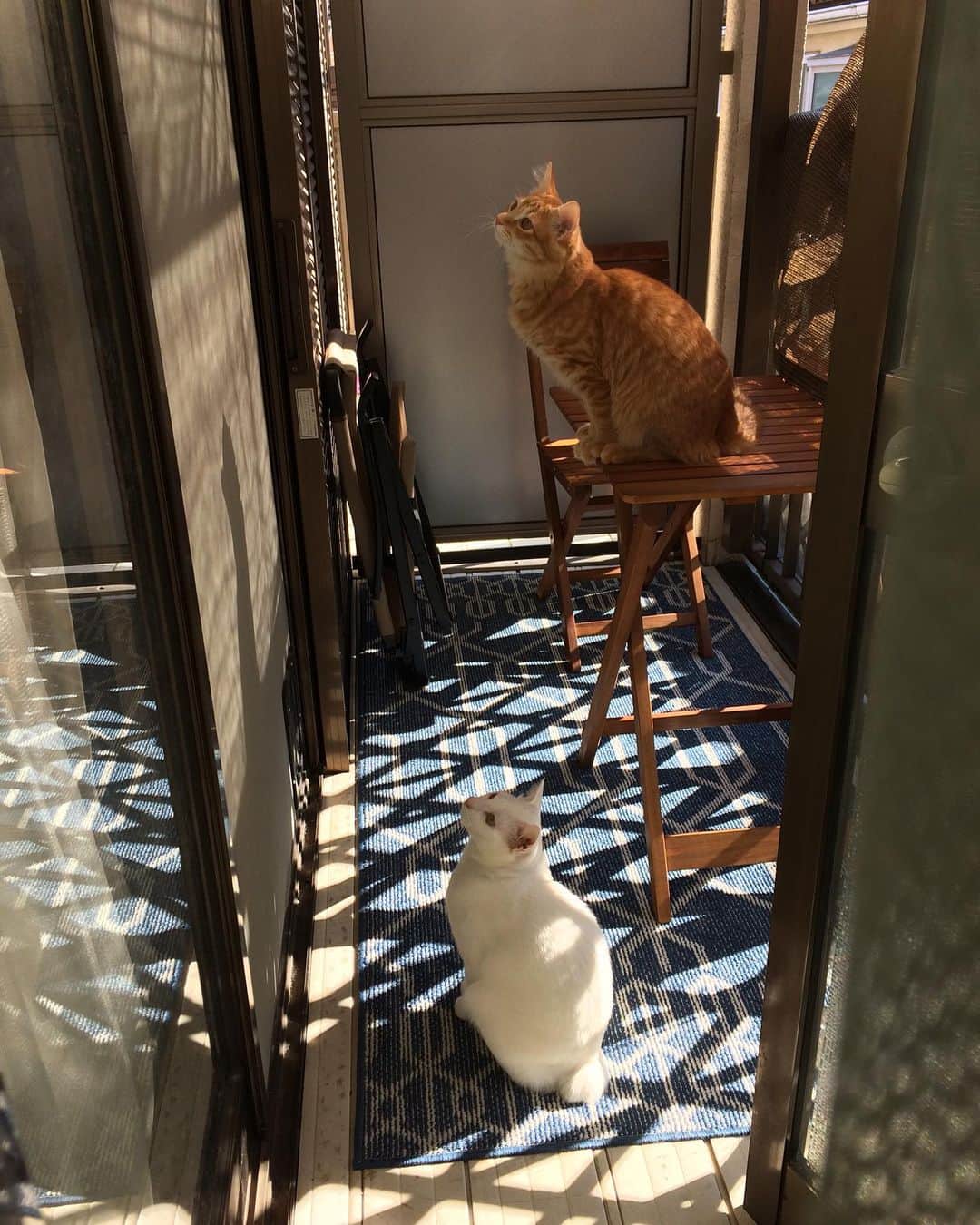 岡田屋鉄蔵のインスタグラム：「何かいるらしい。」