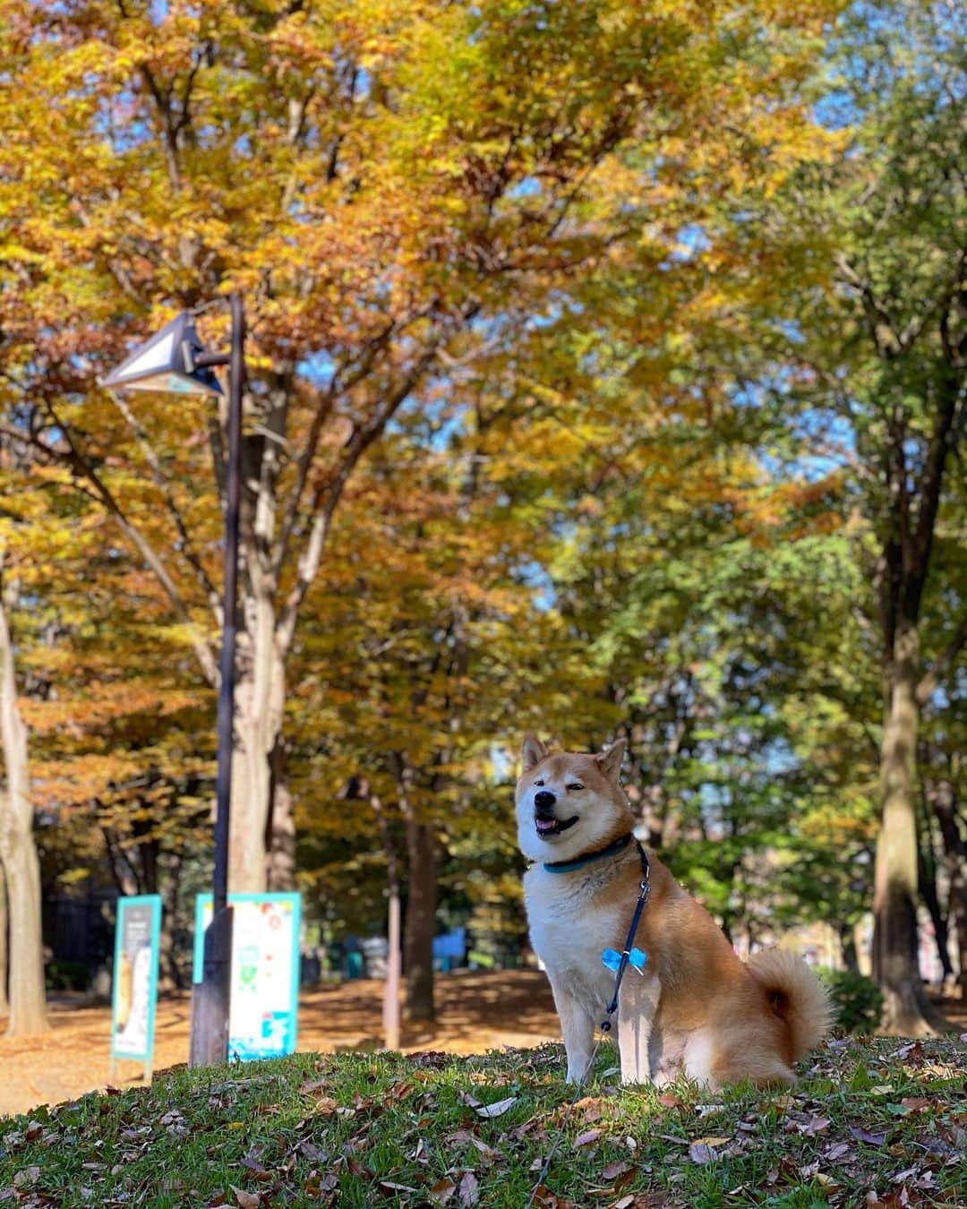 まる（まるたろう）さんのインスタグラム写真 - (まる（まるたろう）Instagram)「I love it when the leaves start turning yellow in the fall.✨🐶🍂✨おはまる〜！落ち葉が綺麗に色づいてきたね〜 #この時期の色合いって素敵よね #紅葉の季節 #柴犬が映えるでしょ」11月11日 9時36分 - marutaro