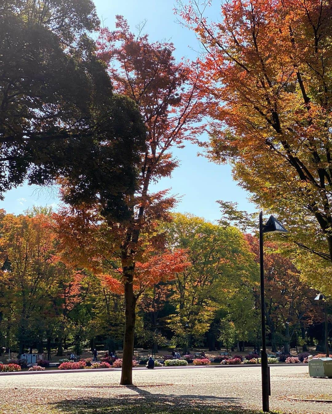 まる（まるたろう）さんのインスタグラム写真 - (まる（まるたろう）Instagram)「I love it when the leaves start turning yellow in the fall.✨🐶🍂✨おはまる〜！落ち葉が綺麗に色づいてきたね〜 #この時期の色合いって素敵よね #紅葉の季節 #柴犬が映えるでしょ」11月11日 9時36分 - marutaro
