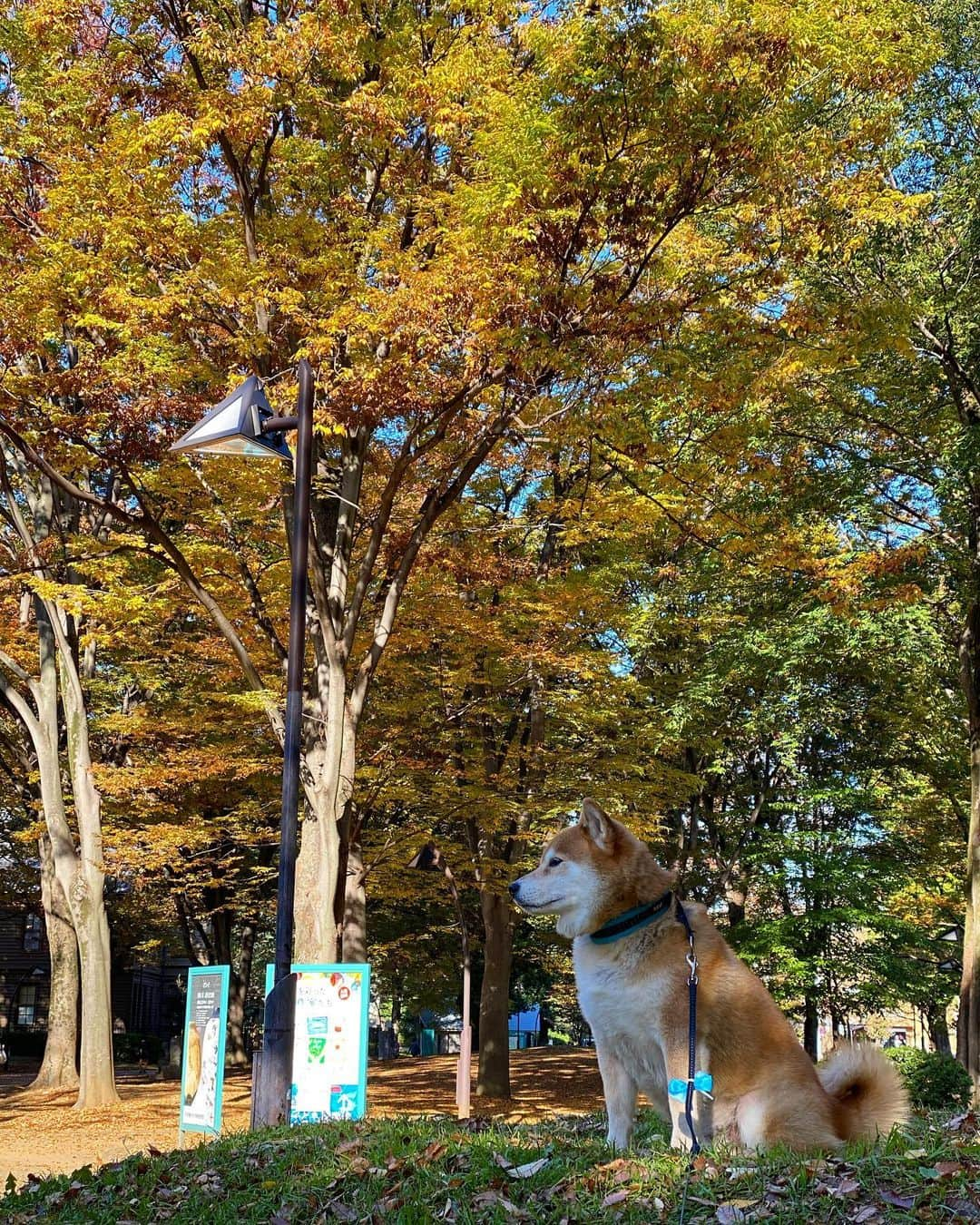 まる（まるたろう）さんのインスタグラム写真 - (まる（まるたろう）Instagram)「I love it when the leaves start turning yellow in the fall.✨🐶🍂✨おはまる〜！落ち葉が綺麗に色づいてきたね〜 #この時期の色合いって素敵よね #紅葉の季節 #柴犬が映えるでしょ」11月11日 9時36分 - marutaro