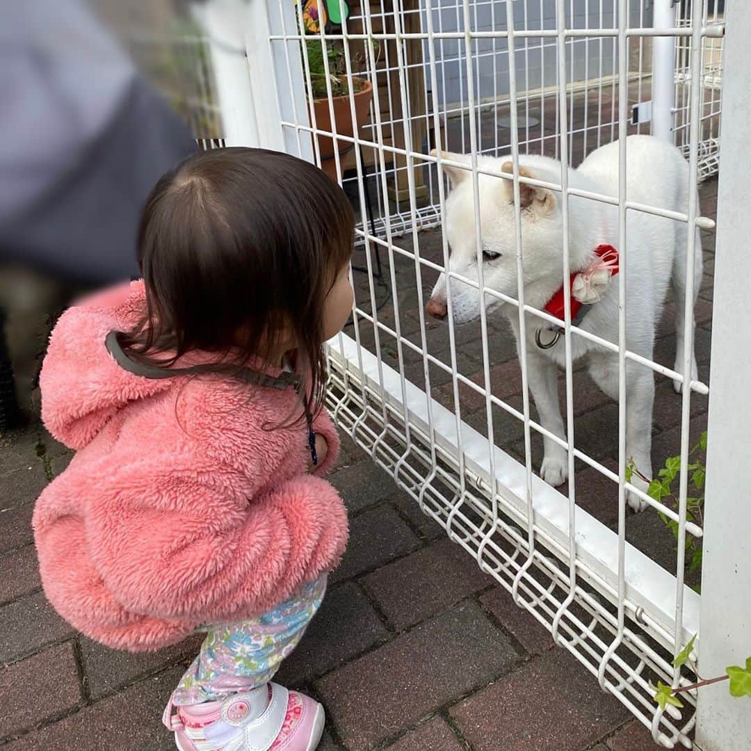 海隼人（有馬佐織）のインスタグラム：「実家から送られてきた 下の姪っ子とわんこ❣️ 👶💓🐕 送られてきてから、何度も写真見返しちゃう癒しの写メ🐣✨  #身内あるある #姪っ子は可愛い #姪っ子#わんこ #2人とも #可愛い過ぎる#🙈 #女子 #心で会話 #癒し #😆#❤️ #しばいぬ #柴犬#白柴 #shibainu  #わんこのいる生活  #🐕#🐾 #dog#親バカ部  #2020#japan #happy#smile #元宝塚#宝塚og #海隼人」