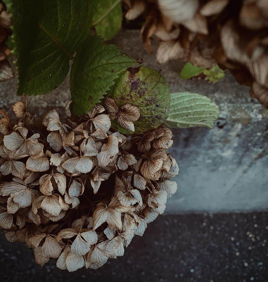 Halのインスタグラム：「* * Autumn Hydrangea  * * たまにストーリーは見てたんだけど、インスタ変わりすぎてどこからポストするかわからなかったよ💦コメント欄閉じてます。皆さんのところへもコメントなしのいいねですみません💦 * * #shotoniphone  #igersjp #jp_gallery_member  #as_archive #mwjp #indies_gram #team_jp_  #ig_japan #RECO_ig  #bestjapanpics #instagramjapan  #ig_phos #jj_mobilephotography #lines_and_points #hueart_life #mobile_perfection #vivid_impact_member #onlymobileart #raw_mobile  #tv_pointofview #proudones_member #rustlord_unity #tv_living」