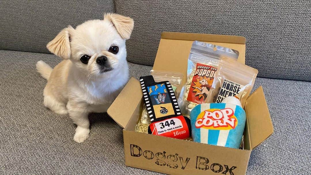 おもちくんさんのインスタグラム写真 - (おもちくんInstagram)「今月のdoggy boxは🥷🏻📦 Good Film Makes Your Life Better 🎬 映画がテーマのカワイイおもちゃ＆おいしいおやつがはいっていました🐨❕いつもおもちゃが本当カワイくて母ちゃんもうれしい😂3回太鼓の達人をしてくれたおもちくんもどうぞ🦹🏼‍♀️  #doggybox #ドギボ　#PR」11月11日 10時19分 - omochi_kun