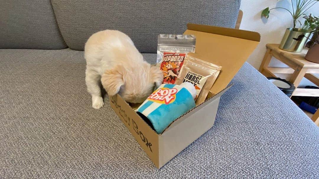 おもちくんさんのインスタグラム写真 - (おもちくんInstagram)「今月のdoggy boxは🥷🏻📦 Good Film Makes Your Life Better 🎬 映画がテーマのカワイイおもちゃ＆おいしいおやつがはいっていました🐨❕いつもおもちゃが本当カワイくて母ちゃんもうれしい😂3回太鼓の達人をしてくれたおもちくんもどうぞ🦹🏼‍♀️  #doggybox #ドギボ　#PR」11月11日 10時19分 - omochi_kun