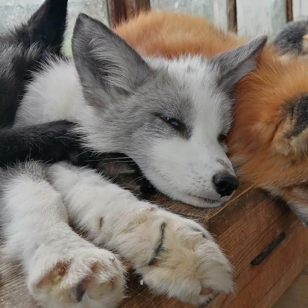 Rylaiさんのインスタグラム写真 - (RylaiInstagram)「Yuri..... Panda and her Pals platinum baby boy, Yuri!!!  . We just learned that our transportation costs to bring the 9 Russian fox babies to the US have tripled due to Covid!!!! We need to raise at least another $8000 to cover the additional expenses. We have had a few very generous donors, but it hasn’t been enough!!  . @anabeldflux just announced that she will donate all of her proceeds from the the Photoshoot fundraiser on Dec 5 and 6!!! We have 4 spots left!!! Contact us if you want to reserve one of the 1/hour photoshoot time slots!! Send a huge thank you to @anabeldflux who will likely raise more than $5000 towards this rescue!! And to @life_with_mia_nina for hosting the Photoshoot fundraiser on Dec 6th!! . Or If Photoshoots aren’t your thing, if you can just spare $5, we can do this!! We can bring all 9 safely here!!!  . Link to the general fundraiser is in the profile.  . . #platinum #compassion #togetherwecan #fundraiser #foxes #russiandomesticatedfoxes #foxy #russianboy #belyaev #foxesofig #animalwelfare #animal #animals #animallovers #sandiego #socal #sweet #furfree #savethefoxes #photoshoot #photographer #donate #savelives #panda #ppp」11月11日 10時24分 - jabcecc