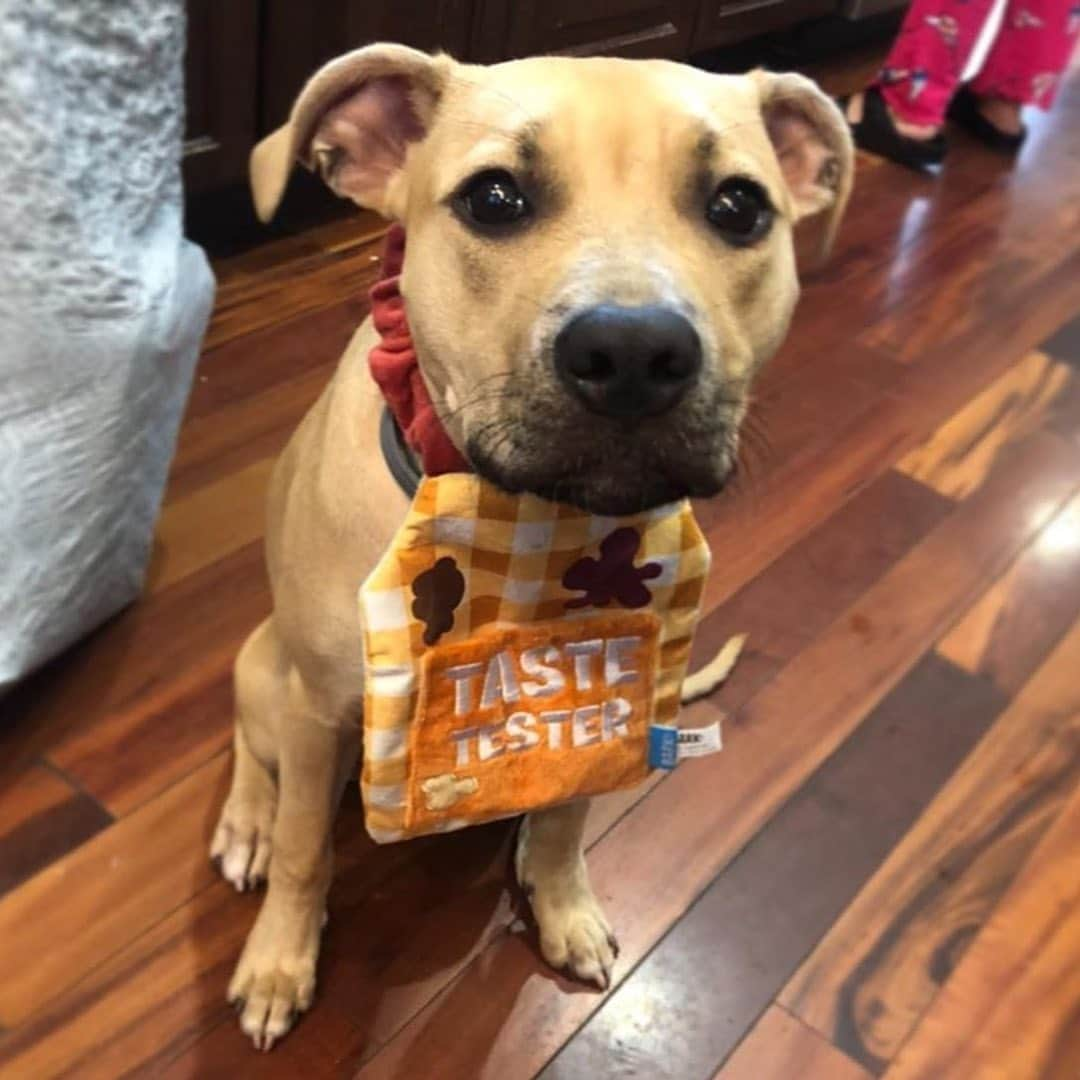 BarkBoxさんのインスタグラム写真 - (BarkBoxInstagram)「LICKIN KITCHEN APRON APPRECIATION POST 🍽️ ft.⁠⠀ ⁠⠀ @olive.downlow⁠⠀ @oodlesofnoodles_bc⁠⠀ @leskridge⁠⠀ @lilothepit_⁠⠀ @uh_carissa⁠⠀ ⁠⠀ BONE APPLE TEETH」11月11日 10時29分 - barkbox