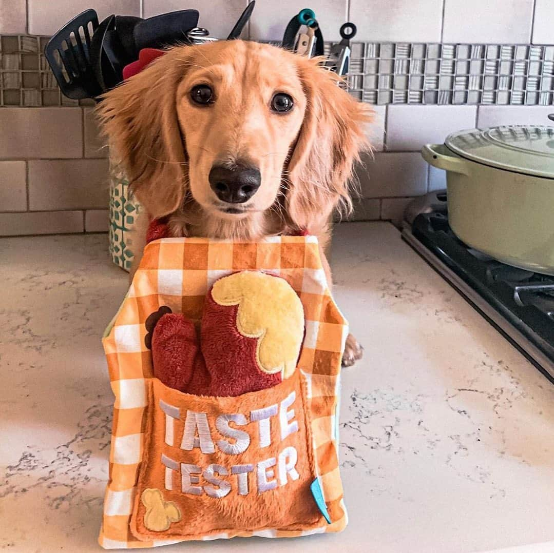 BarkBoxさんのインスタグラム写真 - (BarkBoxInstagram)「LICKIN KITCHEN APRON APPRECIATION POST 🍽️ ft.⁠⠀ ⁠⠀ @olive.downlow⁠⠀ @oodlesofnoodles_bc⁠⠀ @leskridge⁠⠀ @lilothepit_⁠⠀ @uh_carissa⁠⠀ ⁠⠀ BONE APPLE TEETH」11月11日 10時29分 - barkbox