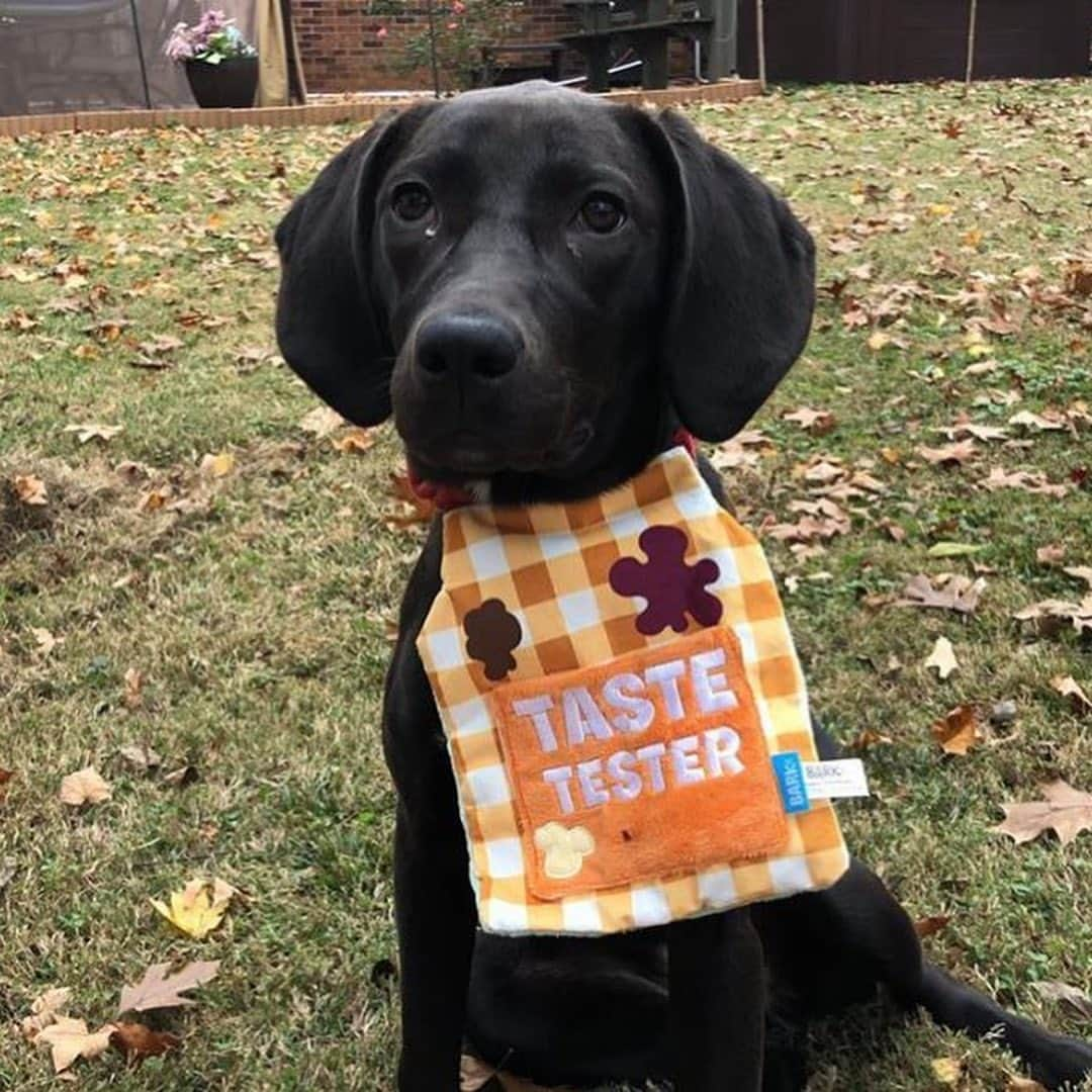 BarkBoxさんのインスタグラム写真 - (BarkBoxInstagram)「LICKIN KITCHEN APRON APPRECIATION POST 🍽️ ft.⁠⠀ ⁠⠀ @olive.downlow⁠⠀ @oodlesofnoodles_bc⁠⠀ @leskridge⁠⠀ @lilothepit_⁠⠀ @uh_carissa⁠⠀ ⁠⠀ BONE APPLE TEETH」11月11日 10時29分 - barkbox