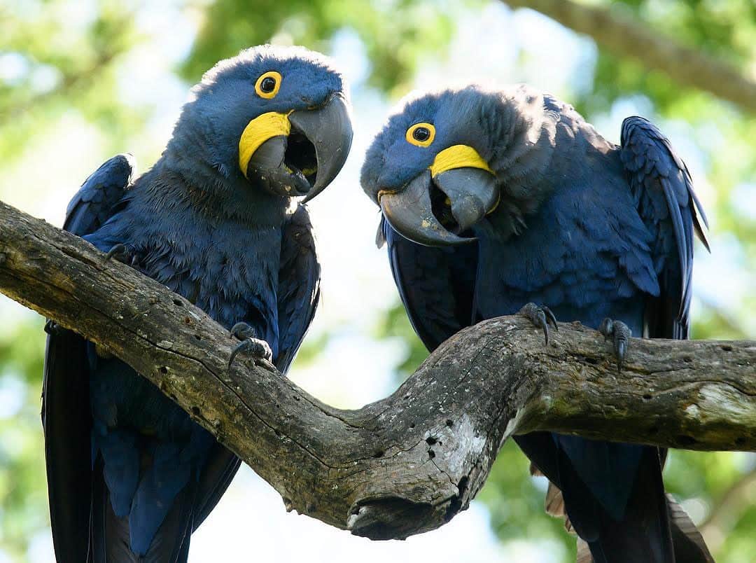 thephotosocietyさんのインスタグラム写真 - (thephotosocietyInstagram)「Photo by @klausnigge Always together - A pair of Hyacinth Macaws in the Brazilian Pantanal. Actually macaws are almost always seen in pairs. They fly together, feed together, rest together. Always close side by side ... Only during the time when they are raising their offspring and have to fulfil different responsibilities, you can see them flying around alone ...  #macaw # hyacinthmacaw #pantanal #brasil #couple」11月11日 10時39分 - thephotosociety