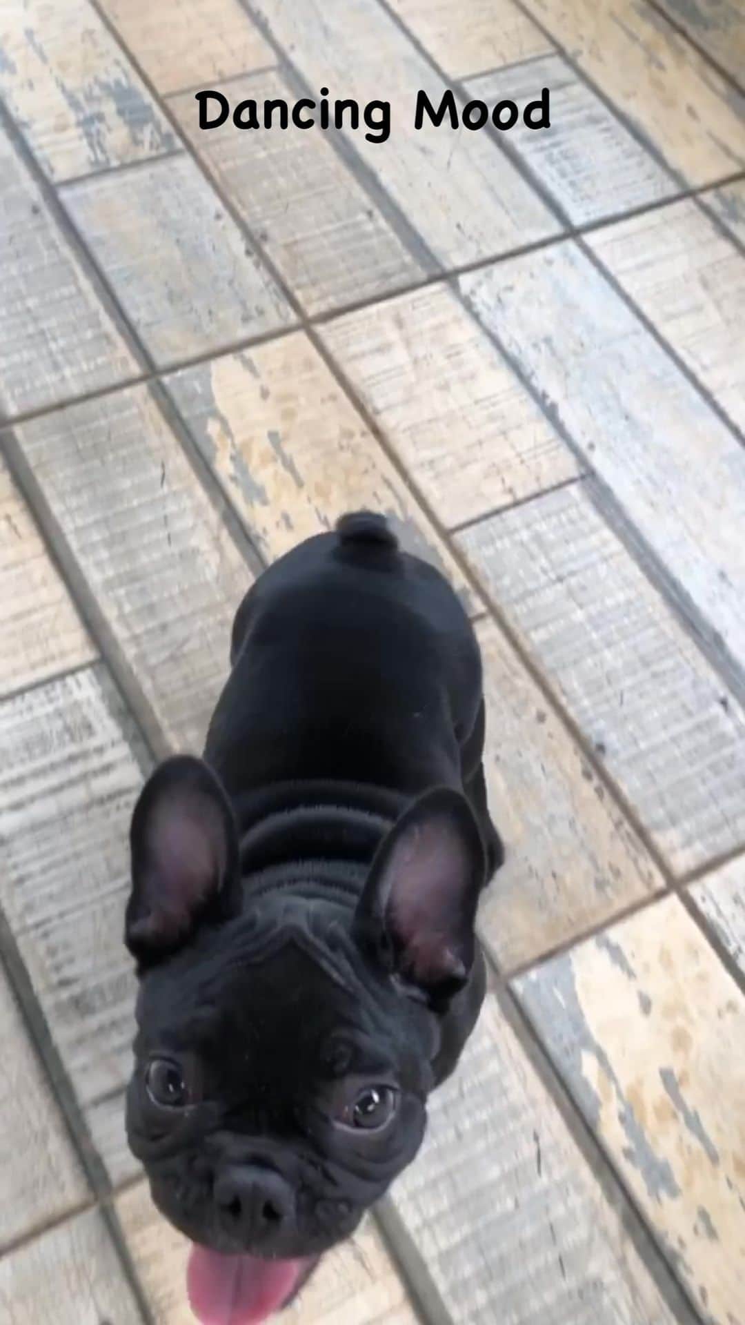 Regeneratti&Oliveira Kennelのインスタグラム：「feeling in a dancing mood today so I'mma just vibe by myself :D #dancingmood #mood #frenchie #shake」
