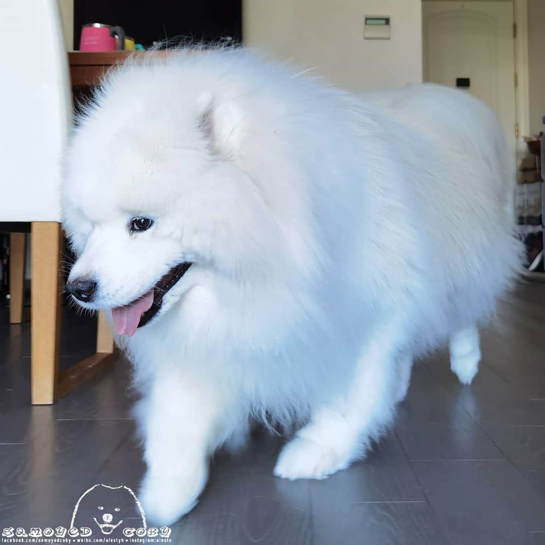 Alex Toのインスタグラム：「😛😛😛 #cute #dog #doglover #dogsofinstagram #dogoftheday #dogofthedayjp #dogstagram #fluffy #hkig #hongkong #ilovemydog #instadog #instagood #instamood #instagraphy #instapic #samoyedoninstagram #pet #petlovers #petsofinstagram #petstagram #photooftheday #puppy #pupsofinstagram #samoyed #samoyedsofinstagram #webstagram #犬 #サモエド」