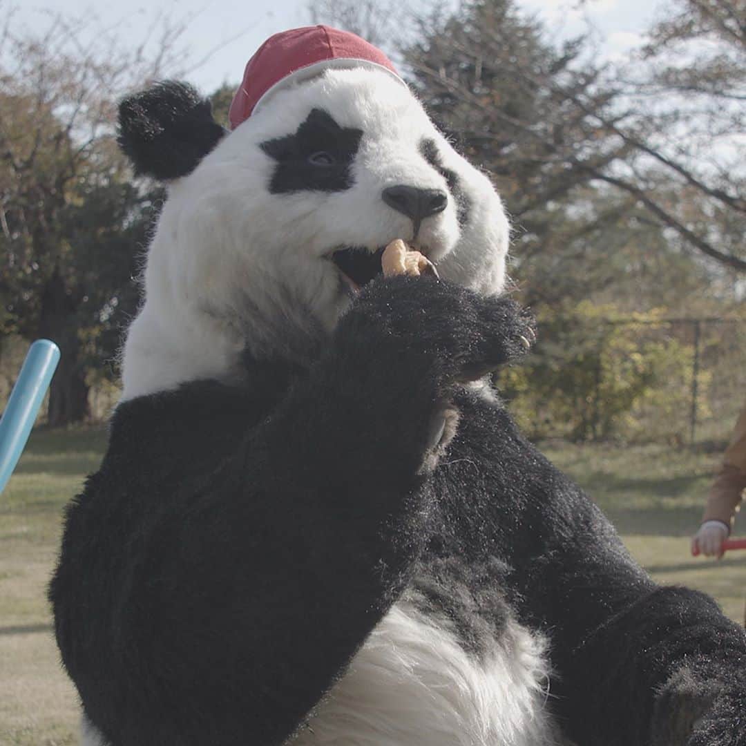 星星（セイセイ）さんのインスタグラム写真 - (星星（セイセイ）Instagram)「🌀🐼💫 #目が回る #ぐるぐるパンダ #ドーナツのために頑張った . きょうの #ベラベラENGLISHは ...💯 🌟dizzy 🌟目が回る . 目が回る前にドーナツ🍩食べちゃえばいいよね🐼 . #星星 #パンダ #panda #pandagram #パンダ好きな人と繋がりたい #ZIP!」11月11日 10時44分 - seisei_panda