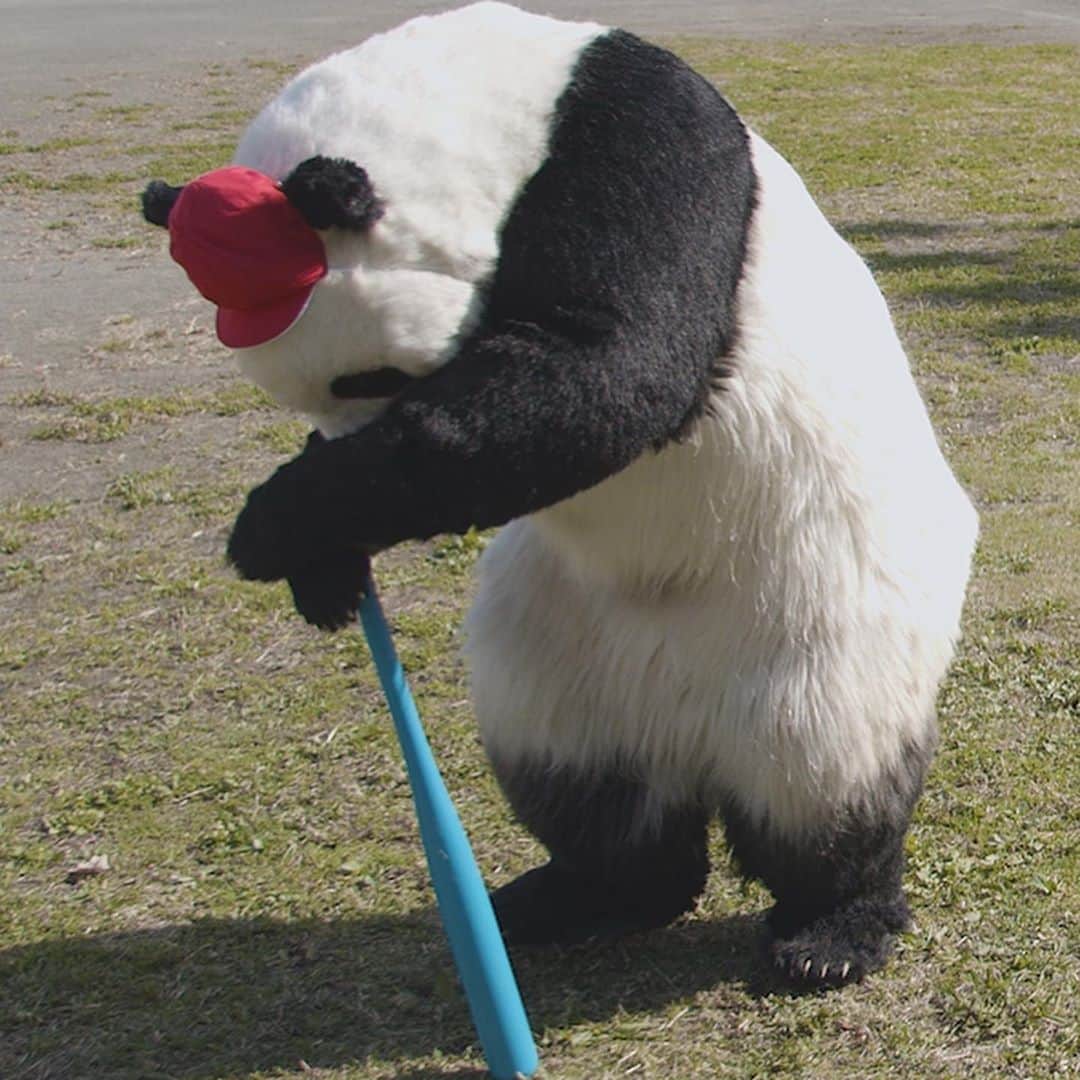 星星（セイセイ）さんのインスタグラム写真 - (星星（セイセイ）Instagram)「🌀🐼💫 #目が回る #ぐるぐるパンダ #ドーナツのために頑張った . きょうの #ベラベラENGLISHは ...💯 🌟dizzy 🌟目が回る . 目が回る前にドーナツ🍩食べちゃえばいいよね🐼 . #星星 #パンダ #panda #pandagram #パンダ好きな人と繋がりたい #ZIP!」11月11日 10時44分 - seisei_panda