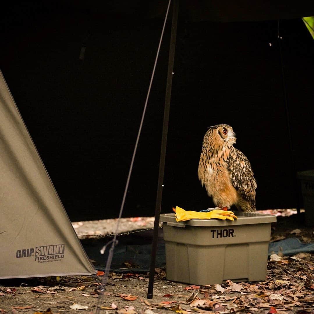 GEN3 Owlのインスタグラム：「YouTubeの動画を更新しました YouTube video updated. #owl #owlgaru  @genz64 @gripswany @auvil.japan @snowpeak_official @coleman_japan @logos_enjoy_outing @original.feuerhand @nora_outdoor_tools #camphuck取材」