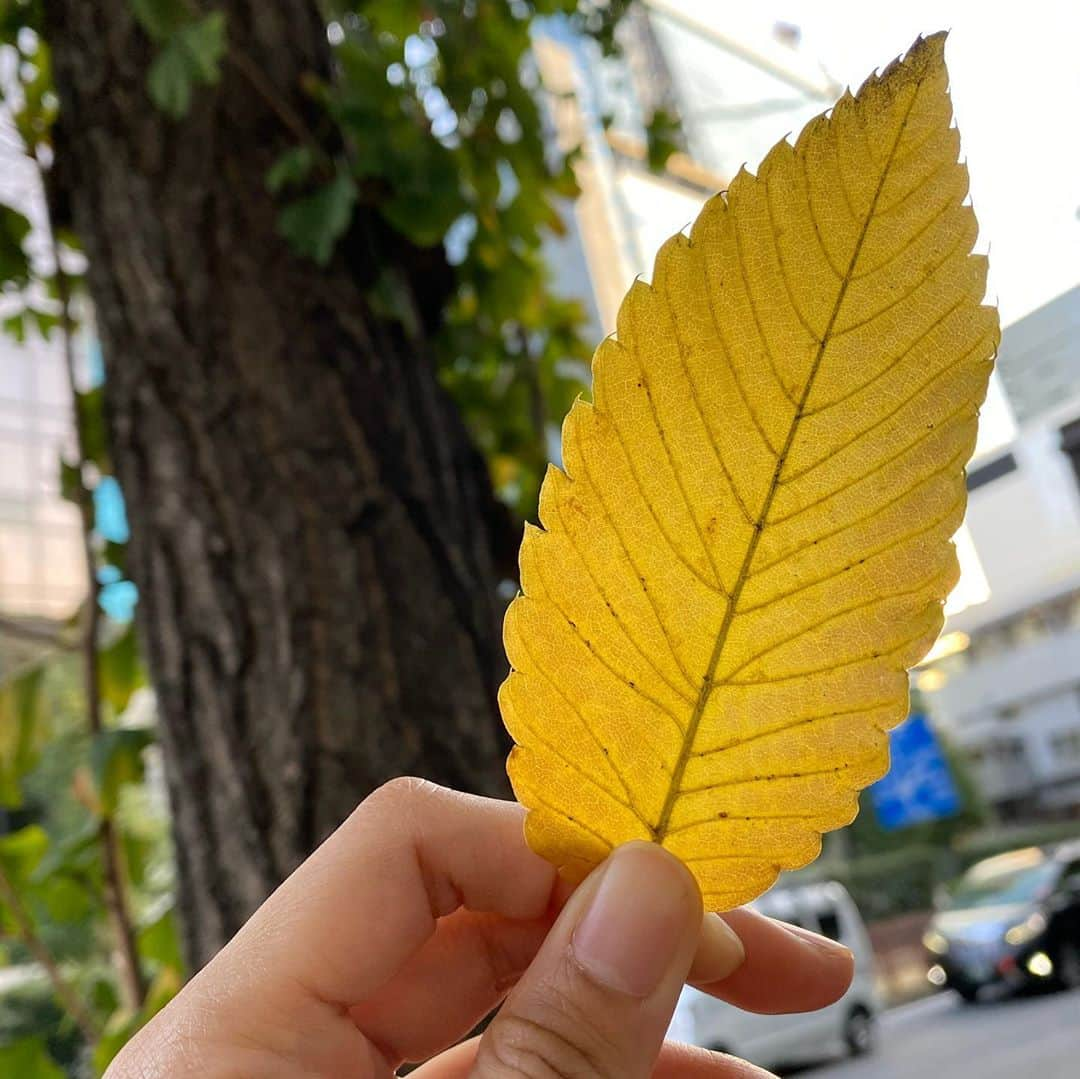 桜一花さんのインスタグラム写真 - (桜一花Instagram)「秋晴れのお天気が気持ちよい東京です。  少し久しぶりの投稿になりました。 お元気でしょうか？ 11月11日。なんだか1が並ぶとワクワクしますな。時計とか見ても11時11分とかだと、わぁってなる。そんな人間です。  今日は来月の貴和製作所さんの講習会のお知らせです。 ご要望の多かった、髪飾りやります。 ワイヤーを使ってやります。  なかなか美しいやつができました。 なんだか、｢うたかたの恋」のミリーが付けてそうだなって思って作りました。 でも こちら意外と着物にも合うと思います。 クリスマスにもお正月にも使えちゃうかもなど夢が膨らみ。うふふ。  ぜひぜひお待ちしております。  12/10(木)、12(土) 11:30〜13:30  キラリトギンザ5F 貴和製作所アトリエ内にて  「うたかたの恋」より ミリー・ステュベルイメージのコーム  ［ご予約・お問い合わせ］  貴和製作所　 キラリトギンザ店  03-6264-4811  詳細はこちらのサイトをご覧くださいませ。  https://kiwaseisakujo.com/  #桜一花　#元タカラジェンヌ #貴和製作所 #ハンドメイドアクセサリー #講習会 #うたかたの恋 #ミリー #優しくて思いやりがある子だよ #ついでに秋のお裾分け #秋鮭ときのこの炊き込みご飯 #落ち葉」11月11日 11時13分 - sakuraichika_official