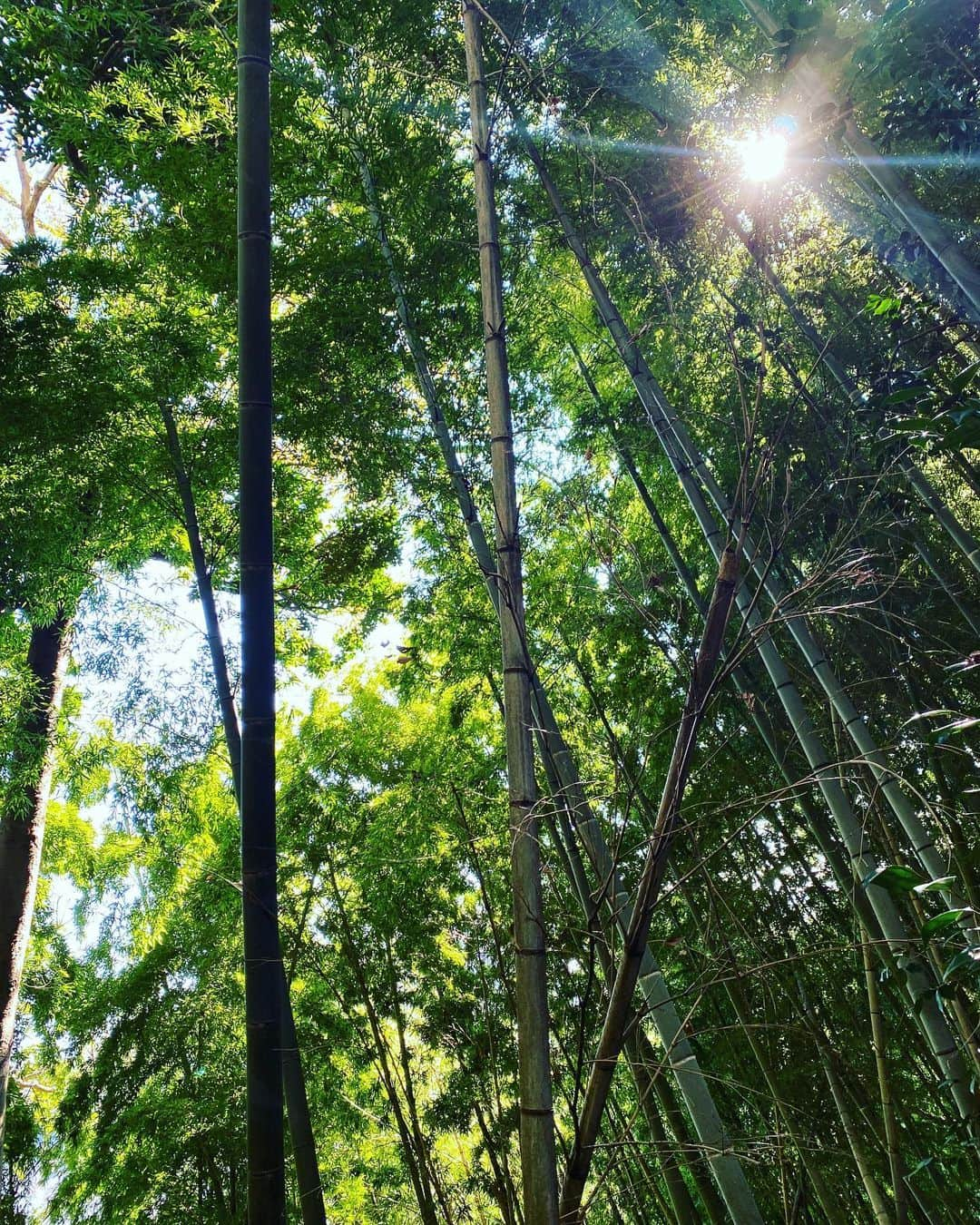 Hiroe Hiranoさんのインスタグラム写真 - (Hiroe HiranoInstagram)「#葉山ハイク🌿﻿ 山と海の地。 お仕事前に、山登り🌳🌳🌳🌈﻿﻿ ﻿ 葉山には登りやすいカジュアルな﻿ ハイキングコースがたくさんありますよ☺️﻿ ﻿ 葉山の一色海岸側にある山から、﻿ 森戸海岸に降りていく﻿ 三ケ岡山ハイキングコースへ🏔﻿ ﻿ 『#つつじコース』『#真名瀬コース』と﻿ 今回の『#あじさいコース』。﻿ ﻿ 緑いっぱいの先は海。﻿ 野鳥の鳴き声も魅力🌿﻿ ﻿ カリフォルニアのハイクでは、﻿ 5,6時間歩くことも私たちはスタンダード。﻿  ここは1時間ほどあれば サクッといけちゃいます✌️  山頂から富士山🗻がドーンと見えるのですが、 今回はこんな感じで雲で隠れておりました。 見えるかな？⛩鳥居が海の上にあるのは森戸神社。 ﻿ 新たなピクニックにピッタリな お気に入りの場所も発見したし🌿  紅葉も美しく✨🍁﻿ またサクッと登りに行くことが増えそう☺️﻿ ﻿ #葉山　#hayama #lifestyle #ライフスタイル　#nature #自然との調和」11月11日 11時22分 - hiroe_hirano