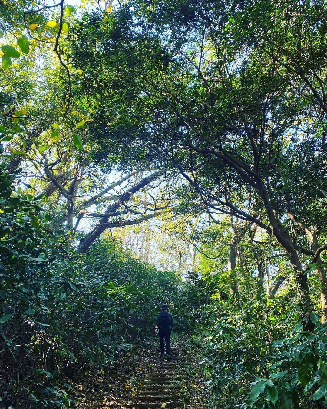 Hiroe Hiranoさんのインスタグラム写真 - (Hiroe HiranoInstagram)「#葉山ハイク🌿﻿ 山と海の地。 お仕事前に、山登り🌳🌳🌳🌈﻿﻿ ﻿ 葉山には登りやすいカジュアルな﻿ ハイキングコースがたくさんありますよ☺️﻿ ﻿ 葉山の一色海岸側にある山から、﻿ 森戸海岸に降りていく﻿ 三ケ岡山ハイキングコースへ🏔﻿ ﻿ 『#つつじコース』『#真名瀬コース』と﻿ 今回の『#あじさいコース』。﻿ ﻿ 緑いっぱいの先は海。﻿ 野鳥の鳴き声も魅力🌿﻿ ﻿ カリフォルニアのハイクでは、﻿ 5,6時間歩くことも私たちはスタンダード。﻿  ここは1時間ほどあれば サクッといけちゃいます✌️  山頂から富士山🗻がドーンと見えるのですが、 今回はこんな感じで雲で隠れておりました。 見えるかな？⛩鳥居が海の上にあるのは森戸神社。 ﻿ 新たなピクニックにピッタリな お気に入りの場所も発見したし🌿  紅葉も美しく✨🍁﻿ またサクッと登りに行くことが増えそう☺️﻿ ﻿ #葉山　#hayama #lifestyle #ライフスタイル　#nature #自然との調和」11月11日 11時22分 - hiroe_hirano