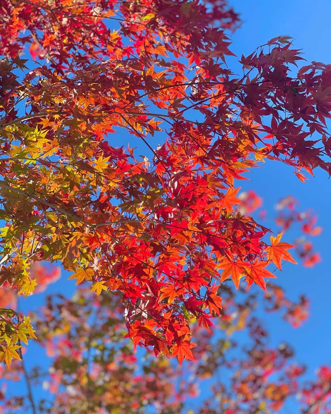 田中涼子のインスタグラム：「お家のシンボルツリーは紅葉🍁なんだけど﻿ 春、枝からちっちゃい新芽が出てきて﻿ 年間通して葉っぱの色がコロコロ変わって楽しい💚💛🧡❤️﻿ 今4色混ざって1番綺麗✨✨✨﻿ ﻿ 最近よく紅葉見に行くけど﻿ ただ歩いてるだけで子どもたちすっごい楽しんでくれるからこの時期いいなぁ🍁✨﻿ ﻿ 雑草抜き🌿も落ち葉集め🍂も3人でやると﻿ 何倍も時間かかるけど、一丁前に真剣な顔して手伝ってくれるのが可愛いくてこれもいい思い出😭💕﻿ ﻿ ﻿ #シンボルツリー﻿ #紅葉﻿ #毎日なんでも泣ける﻿ #涙腺ゆるゆる」