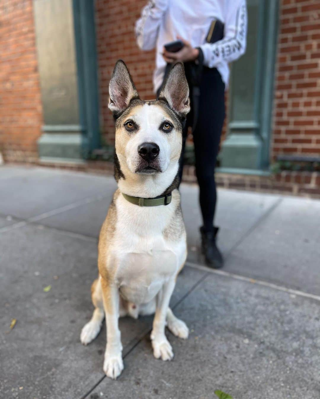 The Dogistさんのインスタグラム写真 - (The DogistInstagram)「Leo, Pit Bull/Husky mix (8 y/o), Greenwich & Bethune St., New York, NY • “He loves little kids – goes completely docile for anyone under eight.” A rescue from @mightymutts」11月11日 11時55分 - thedogist