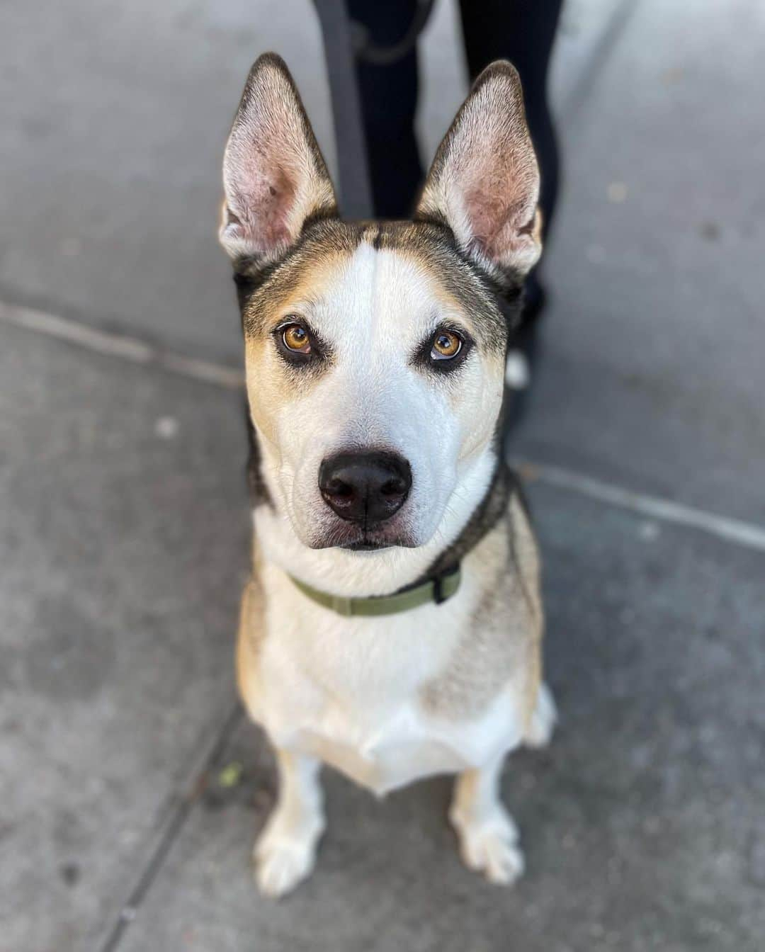 The Dogistさんのインスタグラム写真 - (The DogistInstagram)「Leo, Pit Bull/Husky mix (8 y/o), Greenwich & Bethune St., New York, NY • “He loves little kids – goes completely docile for anyone under eight.” A rescue from @mightymutts」11月11日 11時55分 - thedogist