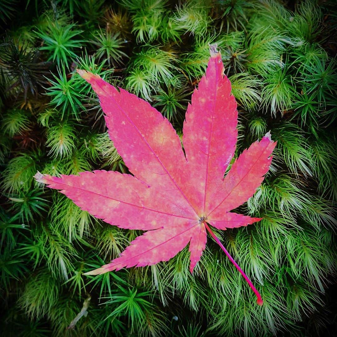鹿野優以さんのインスタグラム写真 - (鹿野優以Instagram)「秋が深まる」11月11日 22時46分 - yum.k