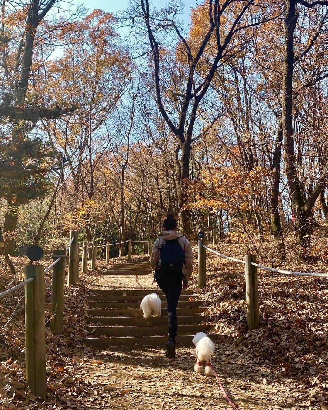 キム・ジェギョン さんのインスタグラム写真 - (キム・ジェギョン Instagram)「🍂🍁🍂🍁🍂🍁」11月11日 22時51分 - _kimjaekyung_
