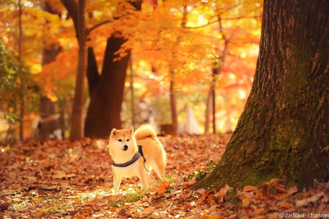 だいふくのインスタグラム：「落ち葉見てるとついおセンチな気分になっちゃうよね〜🐶🥺 sentimental journey 🐶🍂 #紅葉　#秋　#autumn  #おセンチ」