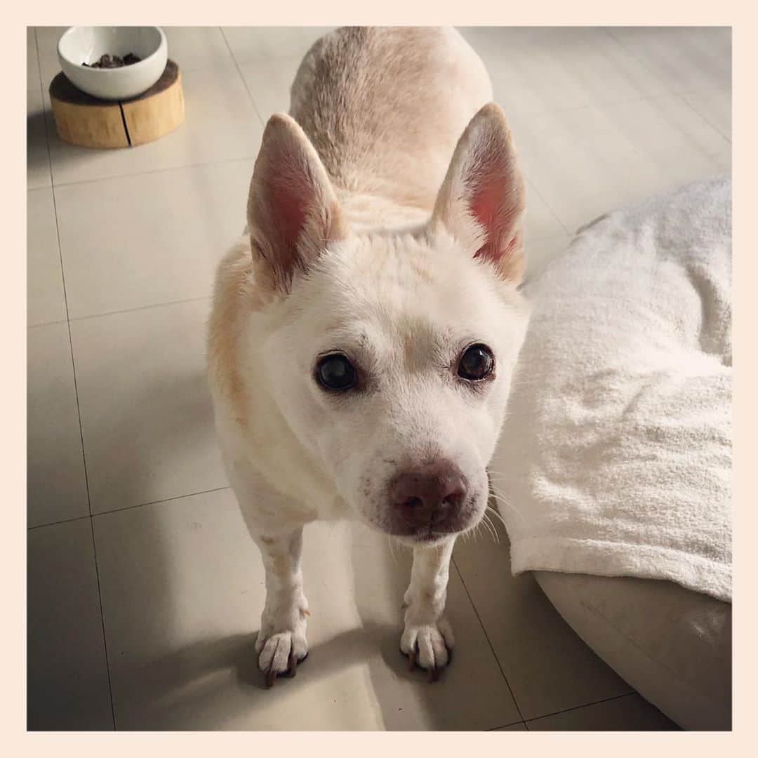 パンといっぴきのインスタグラム：「ご飯を食べずに おやつをくれと言っています。  #元保護犬 #雑種犬 #crossbreed #mixdog #キップル14歳」