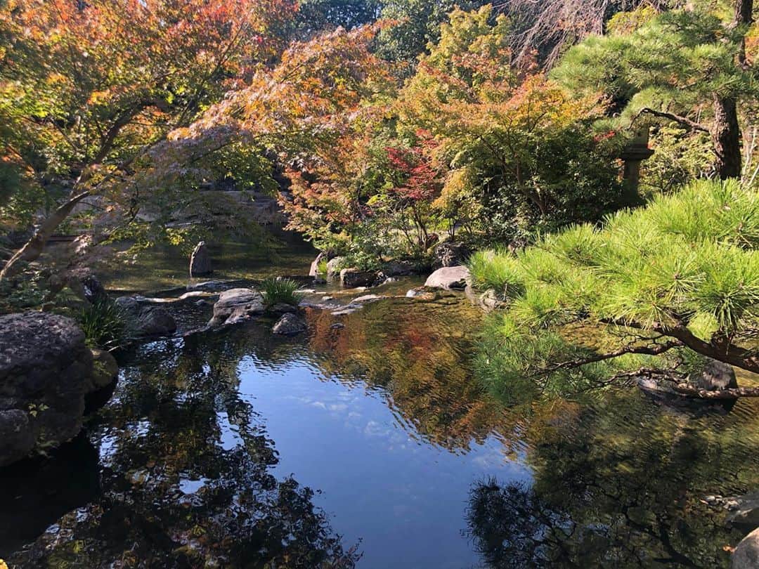 崎本ゆかりさんのインスタグラム写真 - (崎本ゆかりInstagram)「🌿  #癒し  #寒川神社 #神嶽山神苑 #1111」11月11日 21時59分 - yukariiiin5