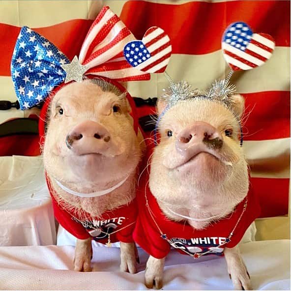 Priscilla and Poppletonさんのインスタグラム写真 - (Priscilla and PoppletonInstagram)「Home of the Free because of the Brave! To all the Veterans out there, we salute you! ThOINK you for your service and sacrifice! Happy Veteran’s Day!🐷❤️💙🇺🇸#VeteransDay #redwhiteandblue #PrissyandPosey #PrissyandPop」11月11日 22時09分 - prissy_pig