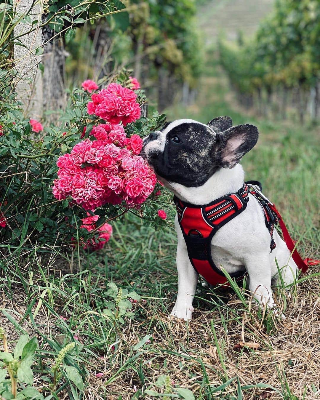 French Bulldogさんのインスタグラム写真 - (French BulldogInstagram)「Happy humpday 🐪 Don't forget to stop and smell the roses 🌹 @a_badgers_tail . . . . . #französischebulldogge #bullylove #bulldog_ig_community #bulldog #frenchiesociety #thefrenchiepost #buhi #bulldoglife #bulldogmoments #frenchiesofig #bullieslife #fab_frenchies #bulldogloversofinsta #frenchbulldoglove #bullyinstagram #bulldogram #ワンコ #frenchies1 #frenchielove_feature #bulldoglove」11月11日 22時03分 - frenchie.world