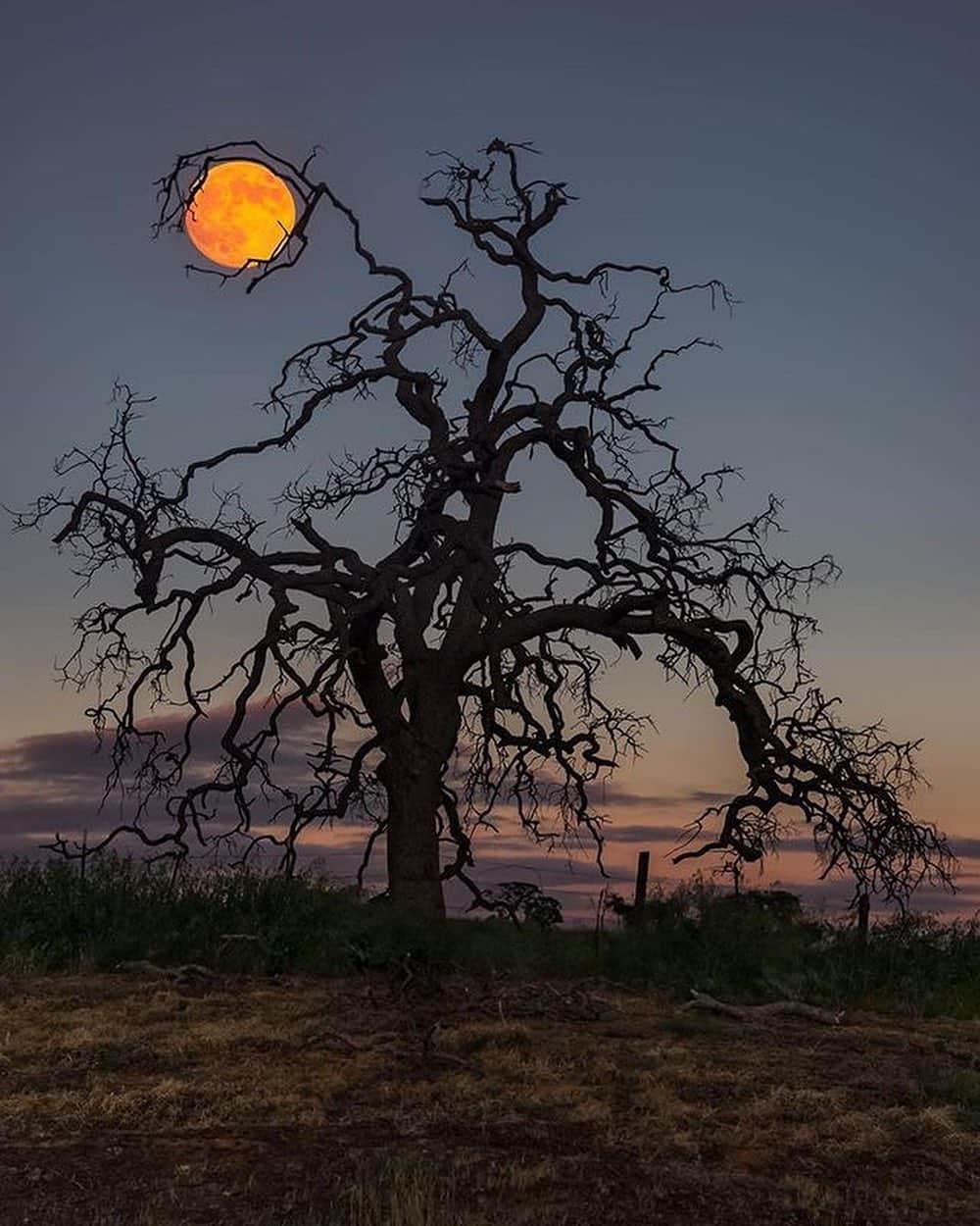 Canon Photographyさんのインスタグラム写真 - (Canon PhotographyInstagram)「Trees holding the moon 🌙  Photography // @a_guy_named_eric Curated by @steffeneisenacher  #calfiornia #cali #moon #fullmoon #tree_captures」11月11日 22時08分 - cpcollectives