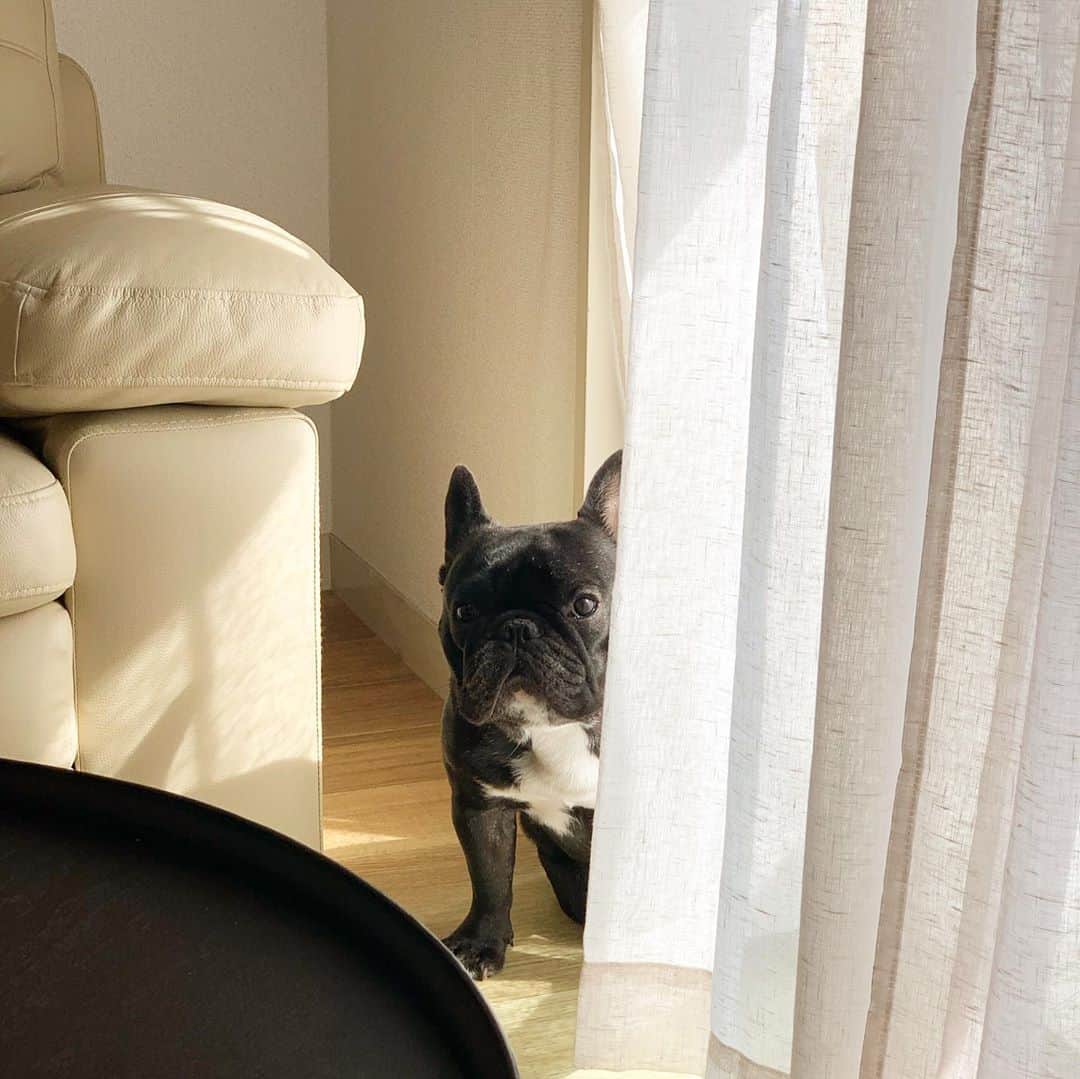 RIKAPEPEのインスタグラム：「冬眠の準備をする息子を毎朝目撃🧸❣️ @frenchbulldog_unagi  #日常の一コマ」