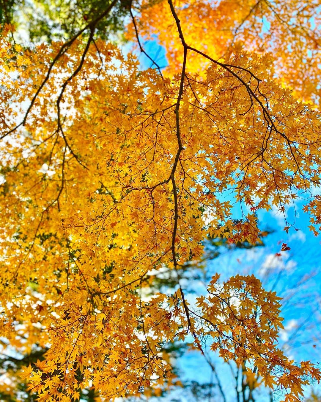 平山美春さんのインスタグラム写真 - (平山美春Instagram)「Japanese autumn leaves 🍁 先週末は紅葉を見に軽井沢の別荘へ🍁 本当に綺麗な時期だった✨ . 今シーズンはもう軽井沢に来れるのも最後かな😌ゆっくりできて更に軽井沢が好きになった✨ . #軽井沢 #紅葉 #紅葉狩り  #autumn #autumnleaves  #karuizawa #trip」11月11日 22時31分 - miharuhirayama