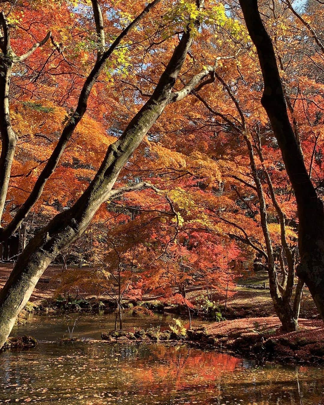 小山愛理さんのインスタグラム写真 - (小山愛理Instagram)「. 秋といえば紅葉🍁 先日軽井沢に遊びに行ってきました！ ストーリーに載せたとき、たくさん質問をいただいていましたが、軽井沢の雲場池の写真です📸 本当に美しかった、、、 年々、四季の自然の移り変わりに心動かされるようになった気がします  #軽井沢#雲場池#紅葉#紅葉狩り #karuizawa#autumn」11月11日 13時52分 - koyama_airi