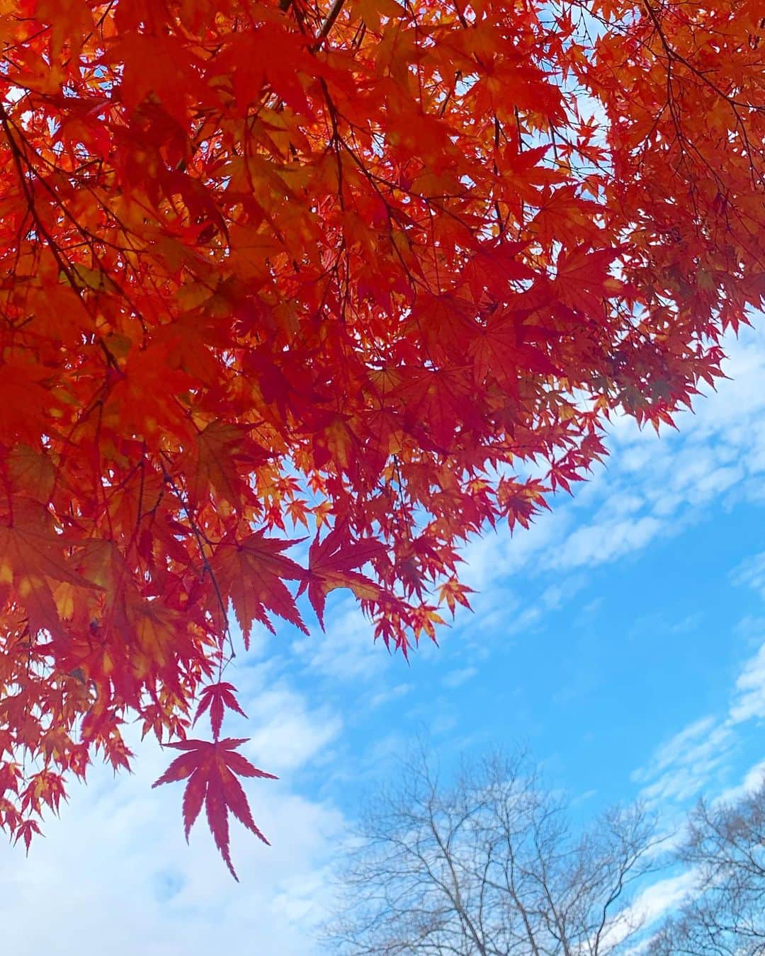 小山愛理のインスタグラム：「. 秋といえば紅葉🍁 先日軽井沢に遊びに行ってきました！ ストーリーに載せたとき、たくさん質問をいただいていましたが、軽井沢の雲場池の写真です📸 本当に美しかった、、、 年々、四季の自然の移り変わりに心動かされるようになった気がします  #軽井沢#雲場池#紅葉#紅葉狩り #karuizawa#autumn」