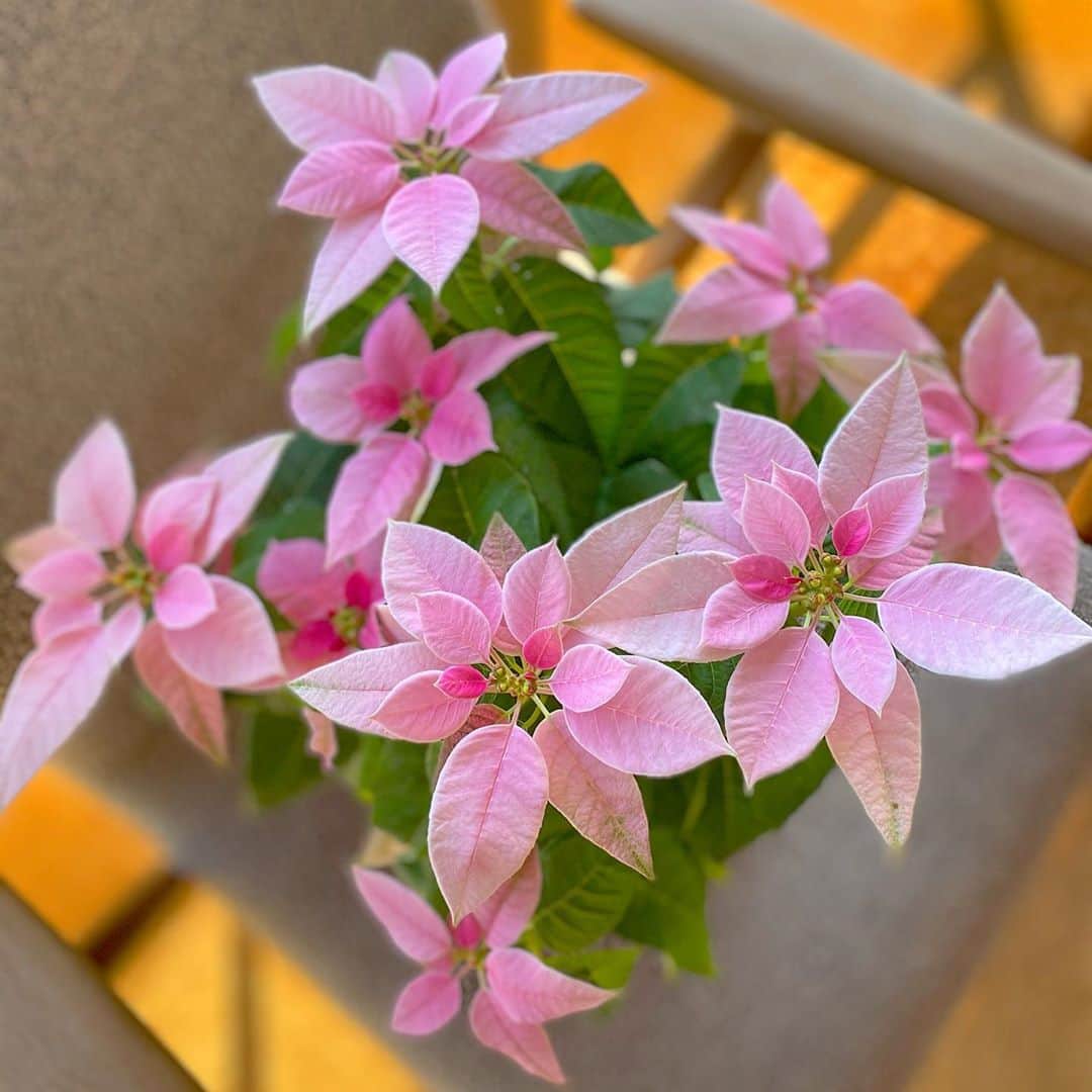 祥吉のグルメインスタ