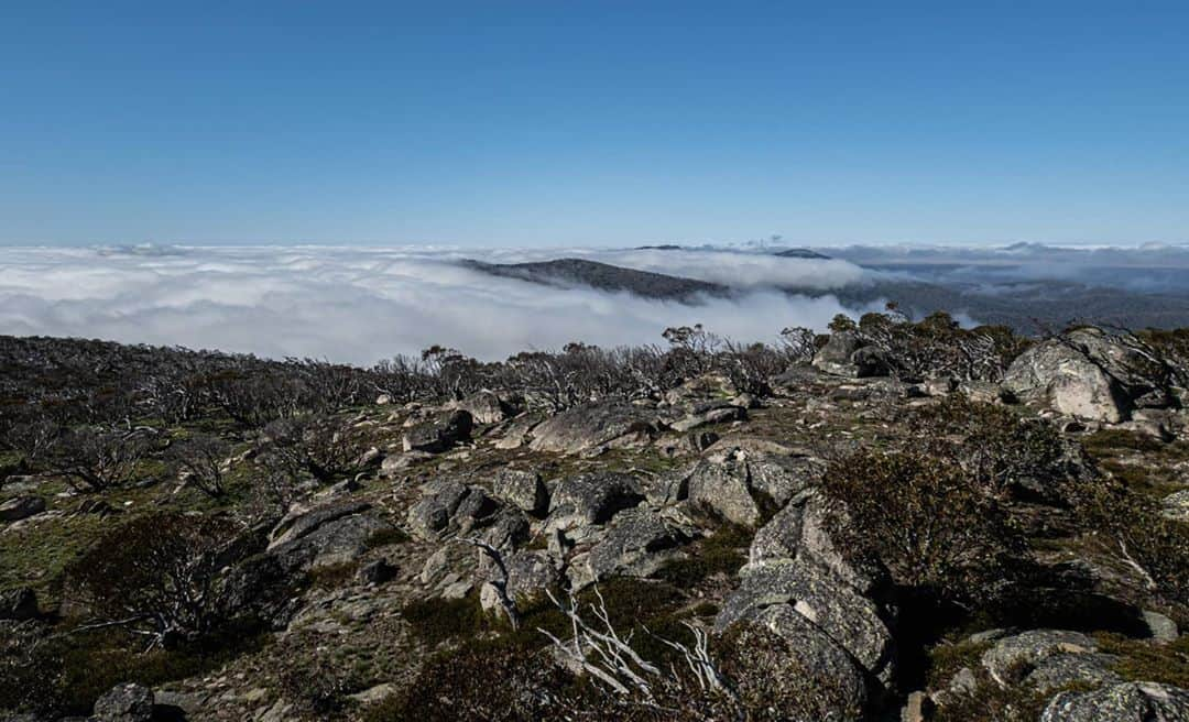 デビッド・ポーコックさんのインスタグラム写真 - (デビッド・ポーコックInstagram)「Great weekend climbing Mount Bimberi, the ACT's highest peak. Stunning landscape. I only recently learned that Aboriginal people visited sacred sites in the alpine areas and gathered for the annual bogong moth gatherings and hunting for over 600 generations. Imagine camping at the same place or going to the same holiday house for 600 generations!? This was brutally stopped when Europeans arrived on the Monaro in the late 1820s. One of the oldest highland cultures of aboriginal people anywhere in the world was mostly lost in 30 years - less than a lifetime.   #bimberi #namadgi #naidocweek  'Australian Alps' by Deirdre Slattery is worth checking out for more info and history of the high country.」11月11日 14時04分 - davidpocock