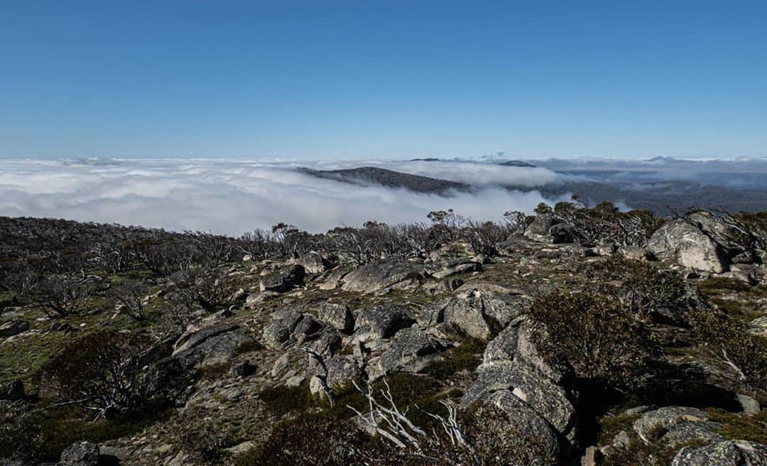 デビッド・ポーコックのインスタグラム：「Great weekend climbing Mount Bimberi, the ACT's highest peak. Stunning landscape. I only recently learned that Aboriginal people visited sacred sites in the alpine areas and gathered for the annual bogong moth gatherings and hunting for over 600 generations. Imagine camping at the same place or going to the same holiday house for 600 generations!? This was brutally stopped when Europeans arrived on the Monaro in the late 1820s. One of the oldest highland cultures of aboriginal people anywhere in the world was mostly lost in 30 years - less than a lifetime.   #bimberi #namadgi #naidocweek  'Australian Alps' by Deirdre Slattery is worth checking out for more info and history of the high country.」