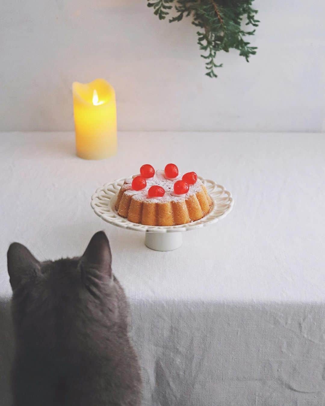 樋口正樹さんのインスタグラム写真 - (樋口正樹Instagram)「Margaret cake . おやつのケーキとボナさん。 アンデルセンで買ってきた マーガレットケーキを使い、 粉砂糖とドレンチェリーで クリスマス使用に飾り付け。 ちなみにマーガレットって デンマークの国花ですって。 . . #マーガレットケーキ #マーガレット #バターケーキ #ドレンチェリー #アンデルセン #ヒュッゲ #デンマーク #buttercake #Margaretcake #andersen #hygge #hyggelife #denmark #🇩🇰」11月11日 14時35分 - higuccini